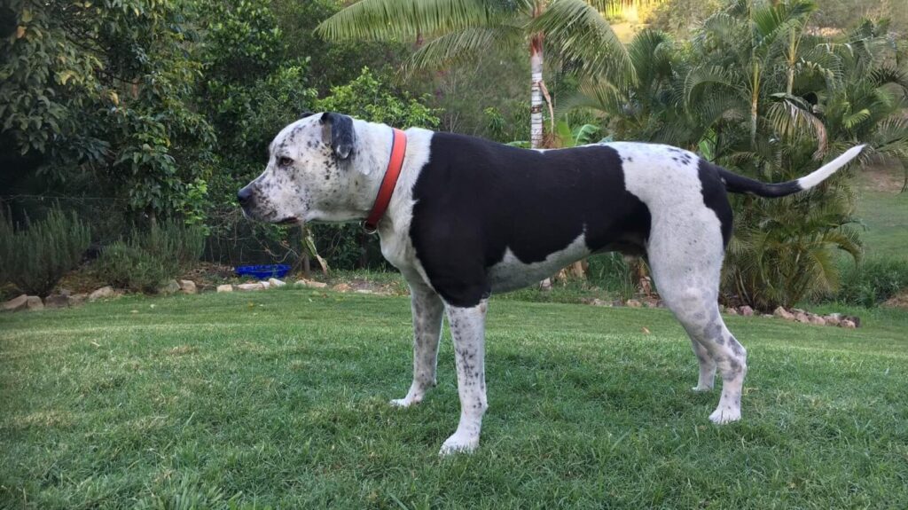 What truly loving an animal can teach you about developing your team