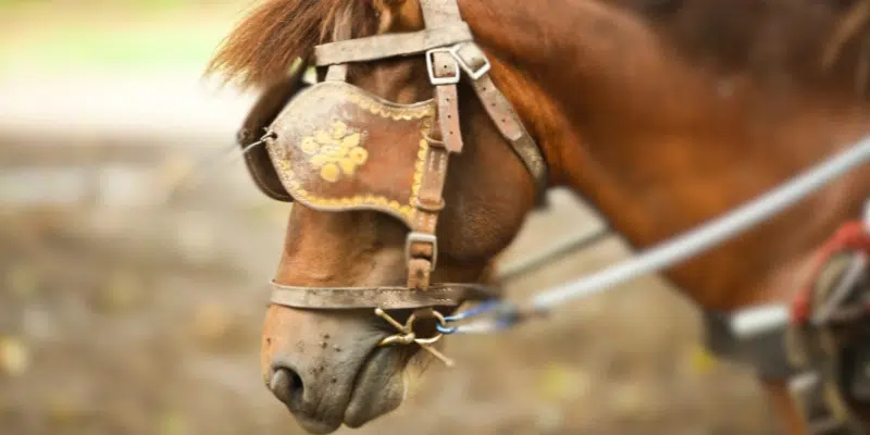 A close-up of a brown horse's head, showing it wearing a leather bridle and a blinder over its eye.