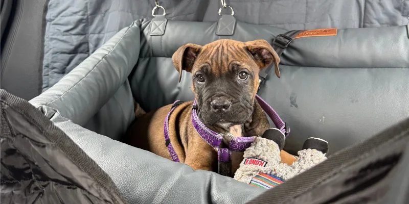 Ripley, a tan Boerboel puppy in a purple harness, sitting in a padded car seat with a soft toy