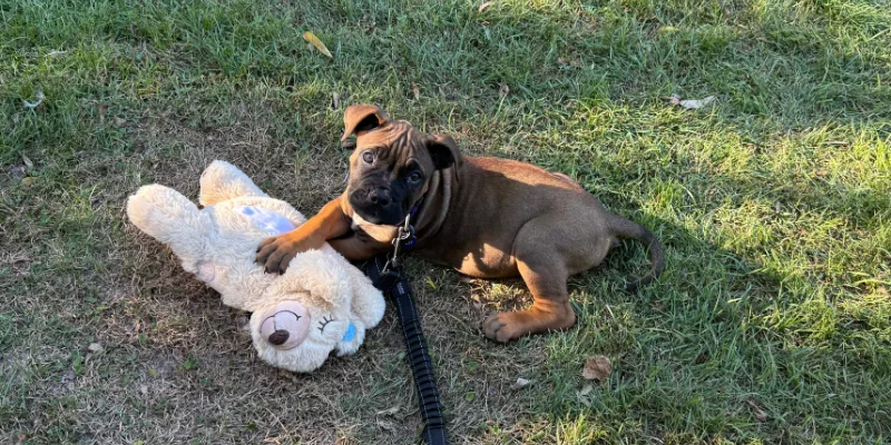 Ripley, a tan Boerboel puppy on a lead, lying on grass beside a large soft toy rabbit