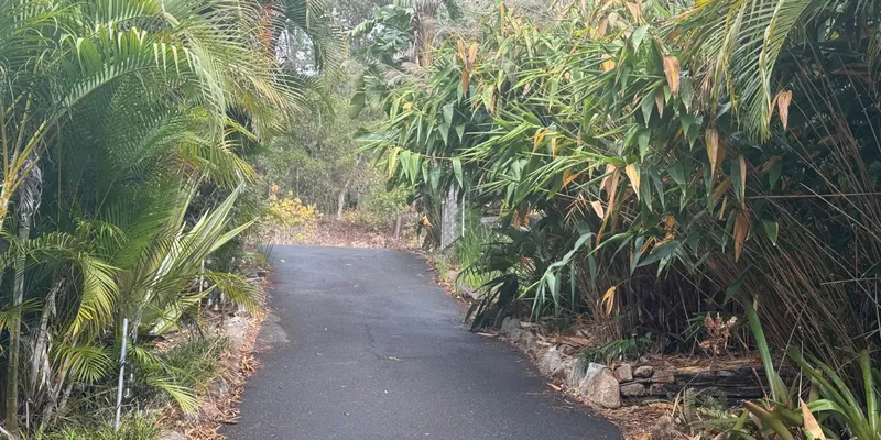 A long sealed driveway on acreage winding uphill between palms and bamboo